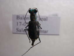 Image of Rounded-thorax Tiger Beetles