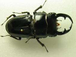 Image of stag beetles