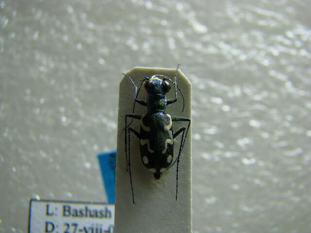 Image of Rounded-thorax Tiger Beetles