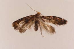 Image de Eriocottinae