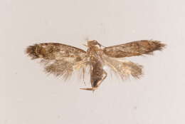 Image de Eriocottinae