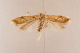 Image of Oditinae Lvovsky 1996