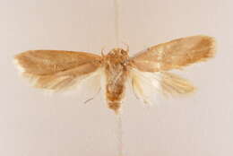 Image of Oditinae Lvovsky 1996