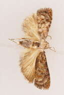 Image of Copromorpha