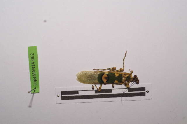 Image of Chlidonoptera
