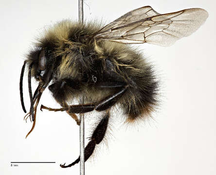 Image of Polar Bumble Bee