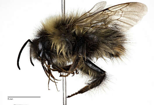 Image of Polar Bumble Bee