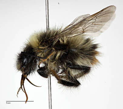 Image of Polar Bumble Bee