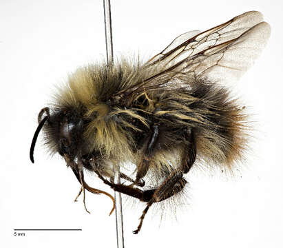 Image of Polar Bumble Bee