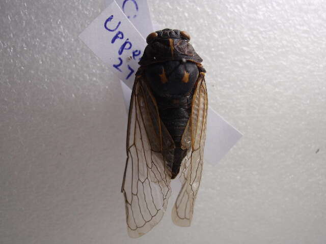 Image of Cicadatra