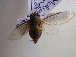 Image of Cicadatra