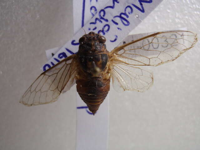 Image of Cicadatra