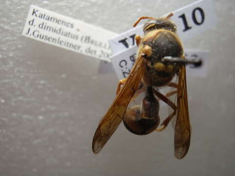 Image of Eumenidae
