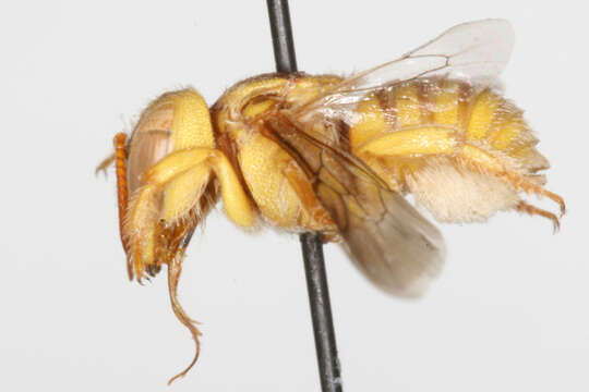 Image of Icteranthidium Michener 1948