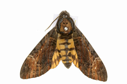 Image of Death’s-head hawkmoth