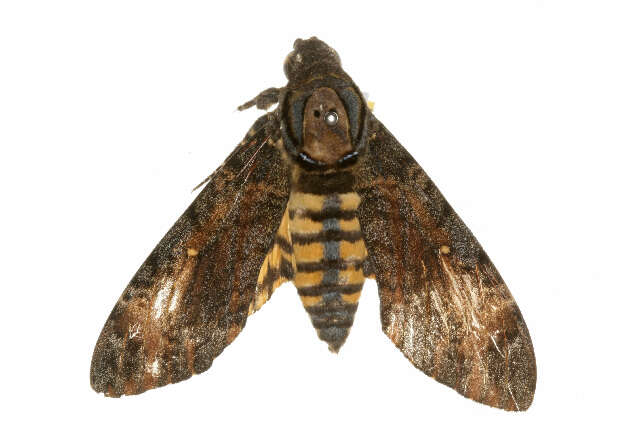 Image of Death’s-head hawkmoth