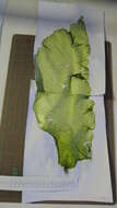 Image of Monostromataceae