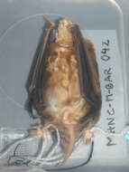 Image of free-tailed bats