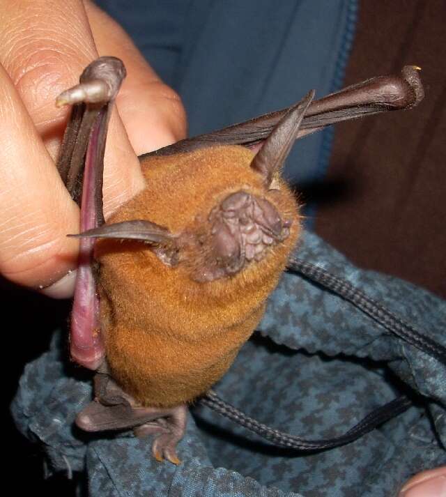 Image of bulldog bats