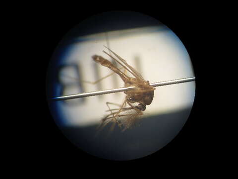 Image of Culex