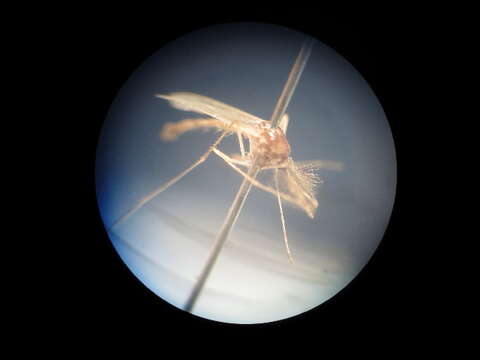 Image of Culex