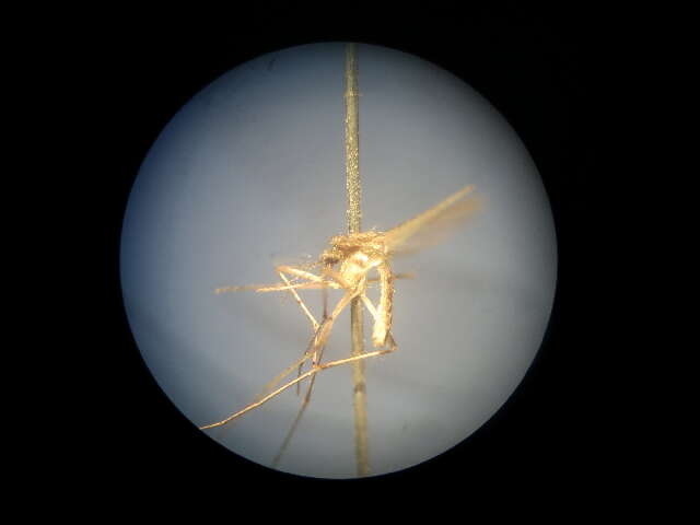 Plancia ëd Culex fuscocephala Theobald 1907