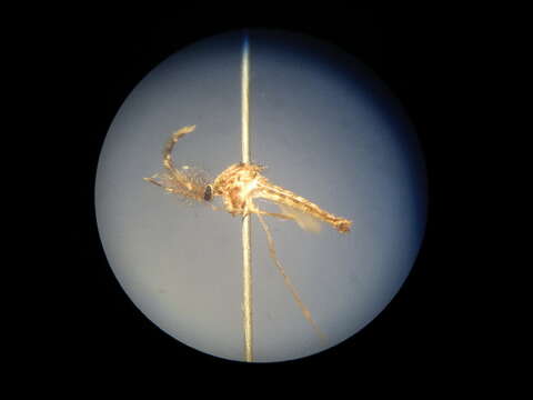 Image of Culex