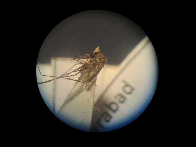 Image de Aedes