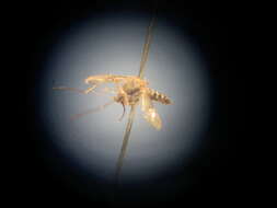 Image de Aedes