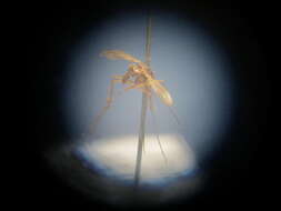 Image de Aedes