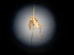 Image de Aedes