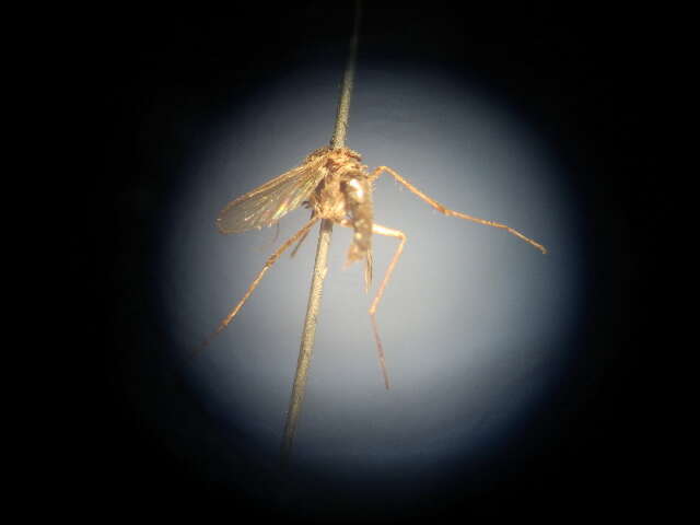 Image de Aedes