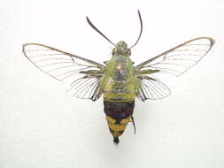 Image of Coffee Clearwing