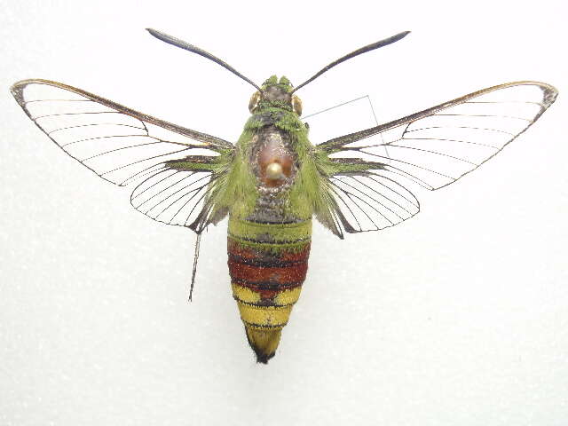 Image of Coffee Clearwing