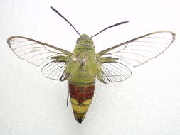 Image of Coffee Clearwing