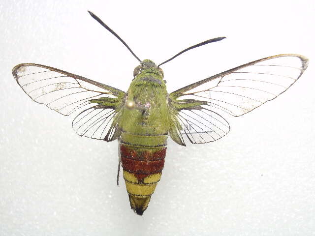 Image of Coffee Clearwing