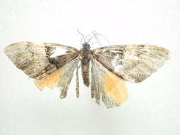 Image of Photoscotosia miniosata Walker 1862