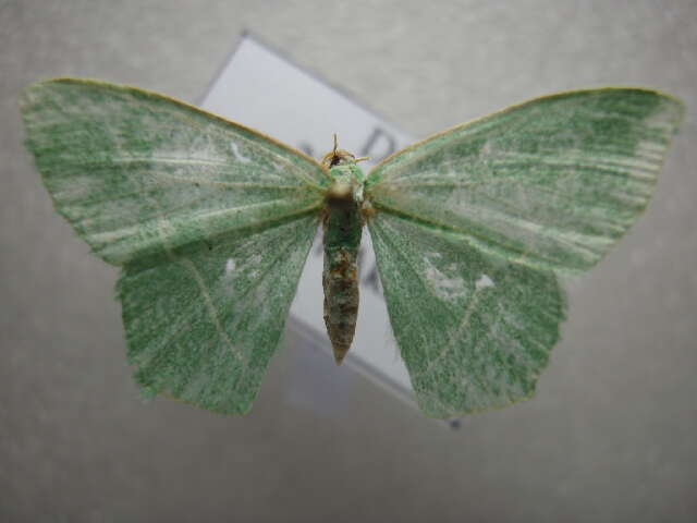 صورة <i>Hemistola chrysoprasaria lissas</i>