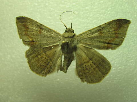 Image of Ericeia subcinerea Snellen 1880