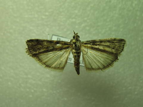 Image of Conifer Coneworm Moths