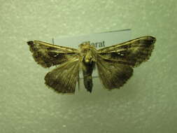 Image of Autographa nigrisigna Walker 1857