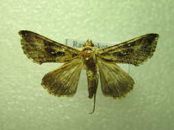 Image of Autographa nigrisigna Walker 1857