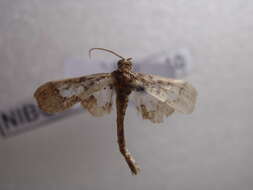 Image of Ornate Hydriris Moth