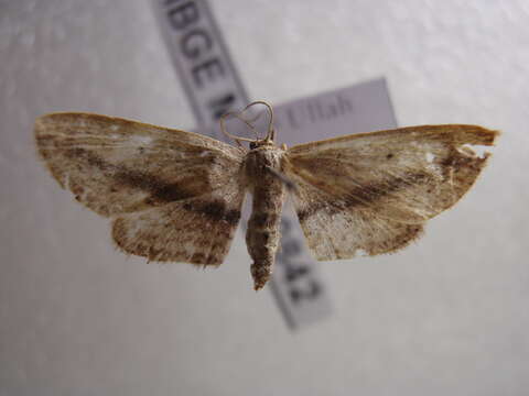 Image of Scopula emissaria Walker 1861