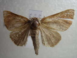 صورة Pygaerinae