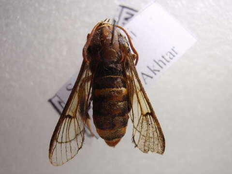 Image of <i>Sesia ommatiaeformis</i>