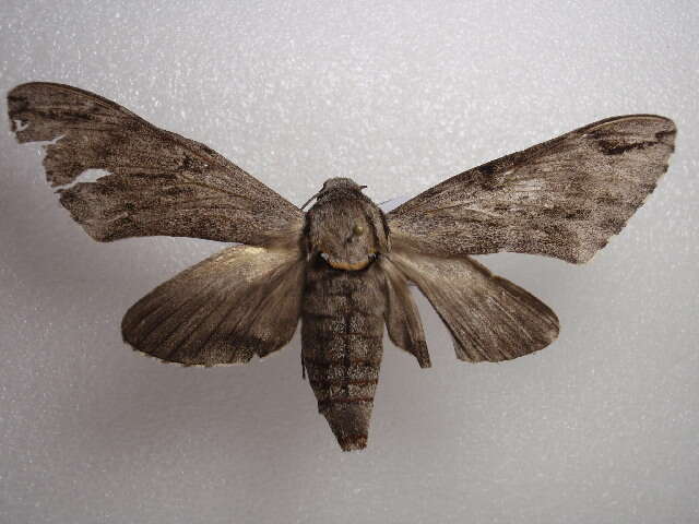 Image of Gray hawk moth