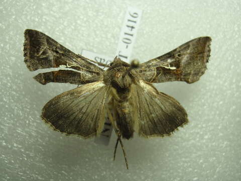 Image of Autographa nigrisigna Walker 1857