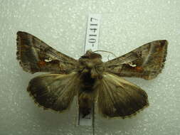 Image of Autographa nigrisigna Walker 1857