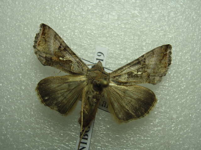 Image of Autographa nigrisigna Walker 1857